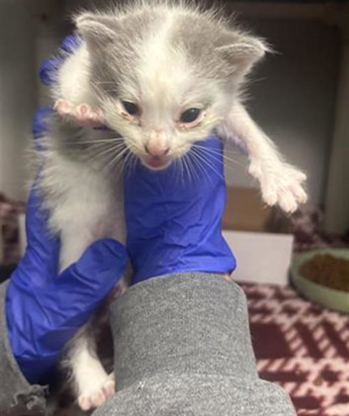 NAMI, Baby Domestic Short Hair (medium coat), cat for adoption in Fort Worth, Texas