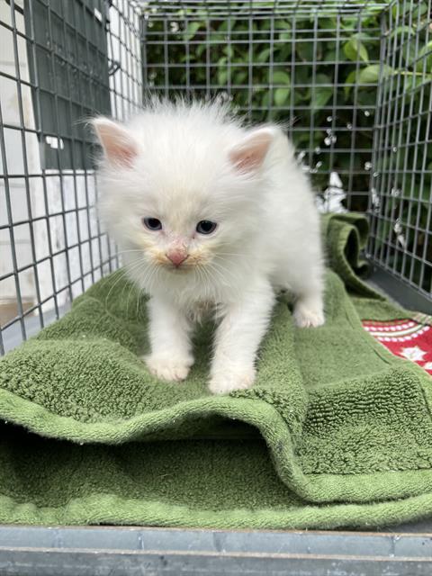 SNOW, Baby Domestic Short Hair (medium coat), cat for adoption in Fort Worth, Texas