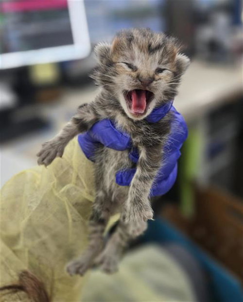 BUTTON, Baby Domestic Short Hair (medium coat), cat for adoption in Fort Worth, Texas
