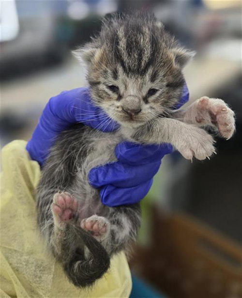 TRINKET, Baby Domestic Short Hair (medium coat), cat for adoption in Fort Worth, Texas