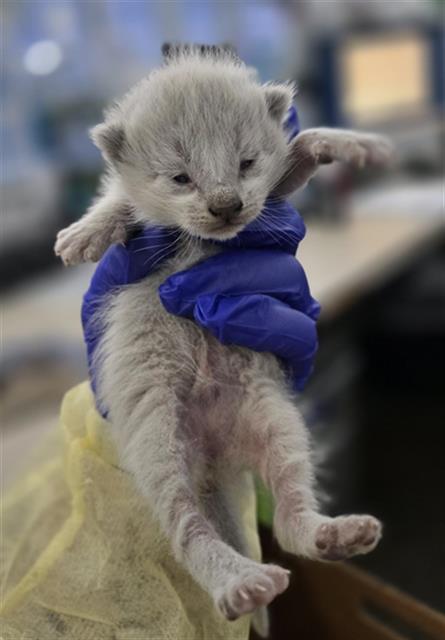 FAIRY, Baby Domestic Short Hair (medium coat), cat for adoption in Fort Worth, Texas