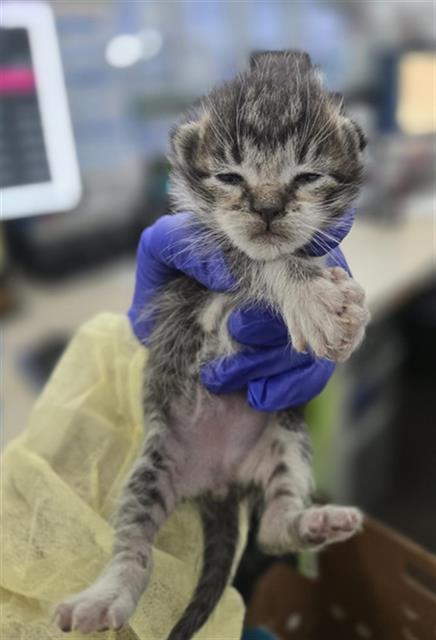 PIXIE, Baby Domestic Short Hair (medium coat), cat for adoption in Fort Worth, Texas