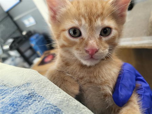 ATLAS, Baby Domestic Medium Hair (medium coat), cat for adoption in Fort Worth, Texas