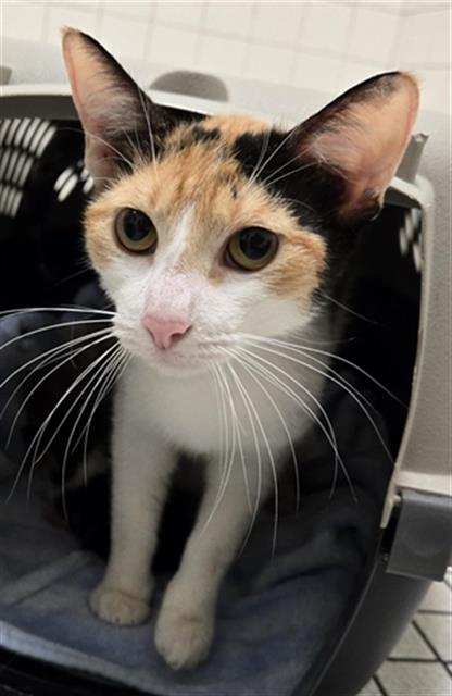 MOCHI, Adult Domestic Short Hair (medium coat), cat for adoption in Fort Worth, Texas
