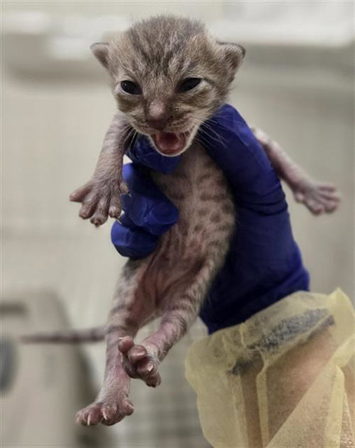 SPECK, Baby Domestic Short Hair (medium coat), cat for adoption in Fort Worth, Texas
