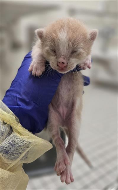 GRAIN, Baby Domestic Short Hair (medium coat), cat for adoption in Fort Worth, Texas