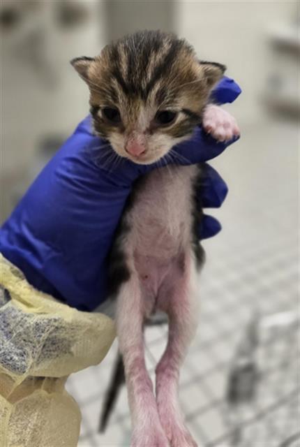 SQUEAK, an adoptable Domestic Short Hair in Dallas, TX