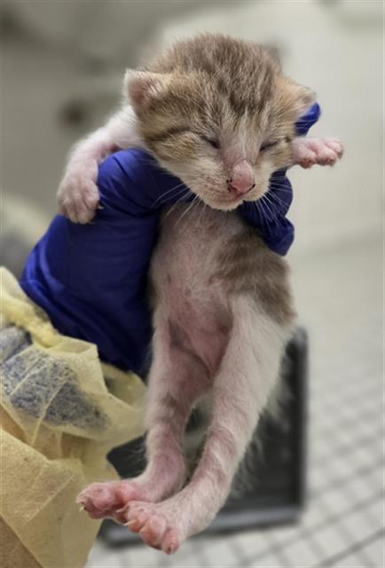 CRUMB, an adoptable Domestic Short Hair in Dallas, TX