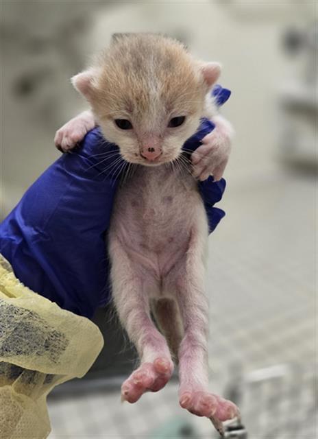 BITTY, Baby Domestic Short Hair (medium coat), cat for adoption in Fort Worth, Texas