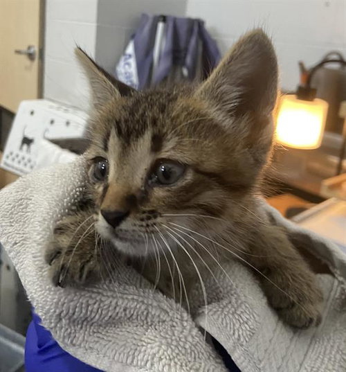JOLIBEE, Baby Domestic Short Hair (medium coat), cat for adoption in Fort Worth, Texas