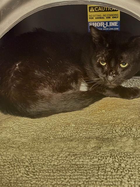 PEP, Adult Domestic Short Hair (medium coat), cat for adoption in Fort Worth, Texas