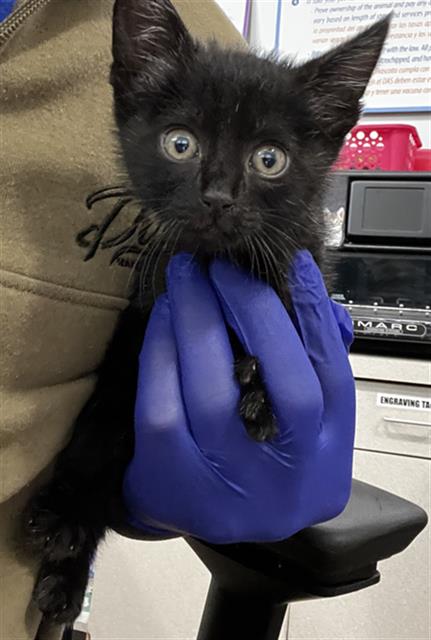 BATMAN, Baby Domestic Medium Hair (medium coat), cat for adoption in Fort Worth, Texas