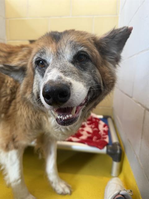 TERRY, an adoptable Akita in Dallas, TX