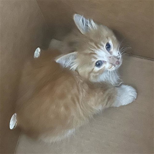 SUGAR, Baby Domestic Short Hair (medium coat), cat for adoption in Fort Worth, Texas