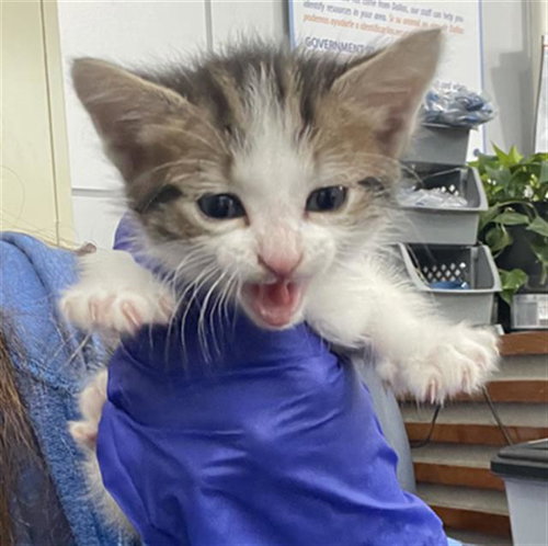 BUMBLE, Baby Domestic Short Hair (medium coat), cat for adoption in Fort Worth, Texas