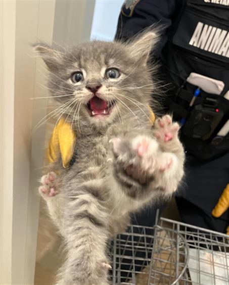IGNACIO, Baby Domestic Medium Hair (medium coat), cat for adoption in Fort Worth, Texas
