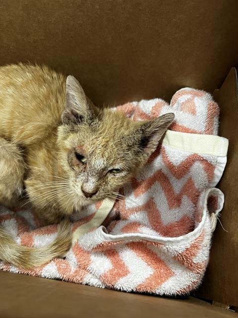 RYAN, Adult Domestic Short Hair (medium coat), cat for adoption in Fort Worth, Texas