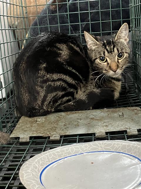 DARCY, an adoptable Domestic Short Hair in Dallas, TX