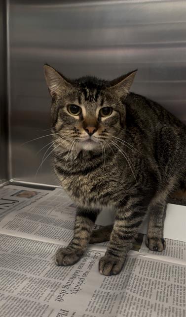 CAMERON, Young Domestic Short Hair (medium coat), cat for adoption in Fort Worth, Texas