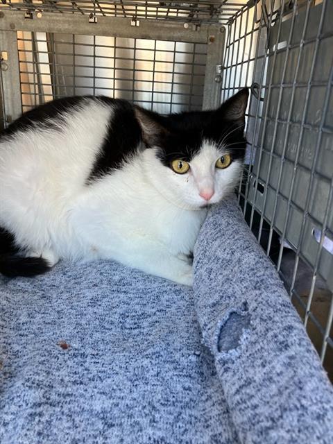 MYKONOS, Adult Domestic Short Hair / Mixed (medium coat), cat for adoption in Fort Worth, Texas
