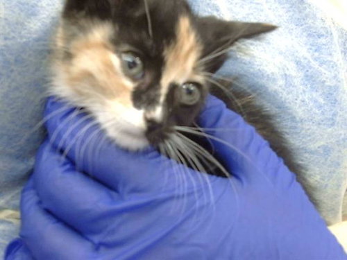 REGINA, Baby Domestic Medium Hair (medium coat), cat for adoption in Fort Worth, Texas