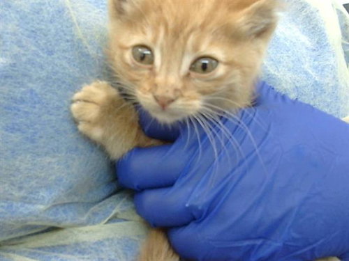 ROYAL, an adoptable Domestic Medium Hair in Dallas, TX