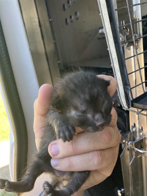 SAM, an adoptable Domestic Medium Hair in Dallas, TX