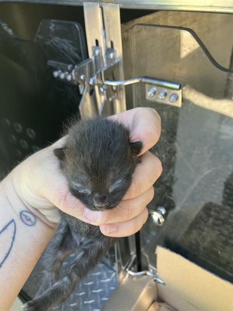 ALEX, Baby Domestic Medium Hair (medium coat), cat for adoption in Fort Worth, Texas