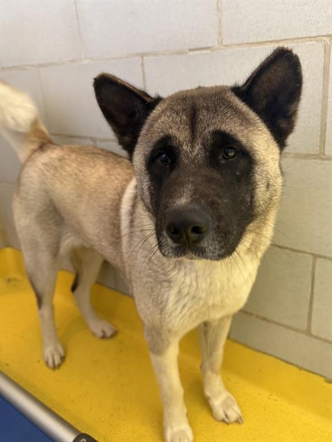 HANNAH, an adoptable Akita in Dallas, TX