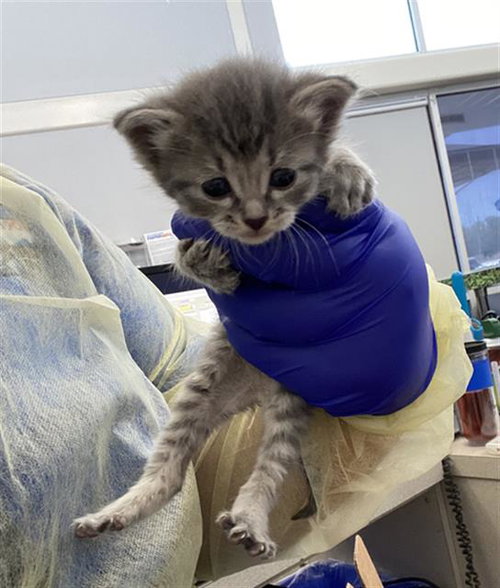 LUNA, an adoptable Domestic Short Hair in Dallas, TX