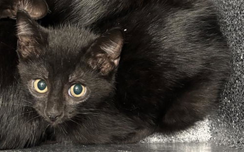 RIDDLER, Baby Domestic Short Hair (medium coat), cat for adoption in Fort Worth, Texas