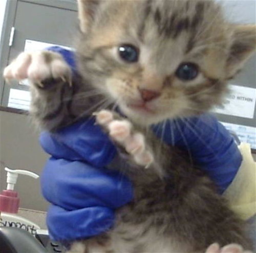 GOJO, Baby Domestic Medium Hair (medium coat), cat for adoption in Fort Worth, Texas