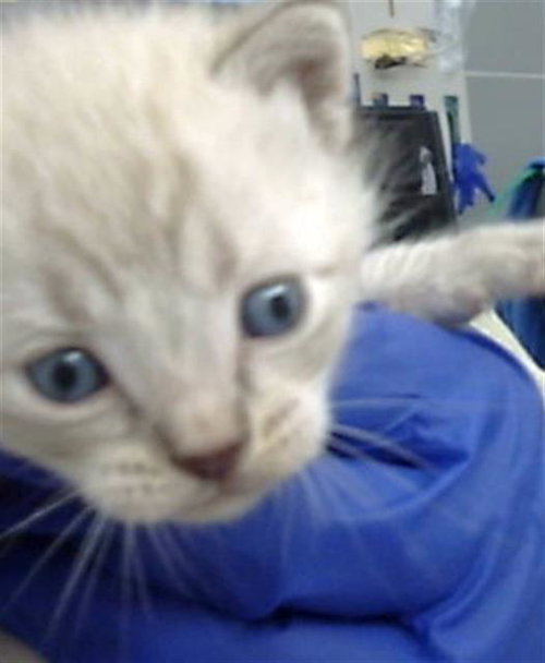 GETO, an adoptable Domestic Medium Hair in Dallas, TX