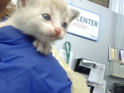 NOBARA, Baby Domestic Medium Hair (medium coat), cat for adoption in Fort Worth, Texas