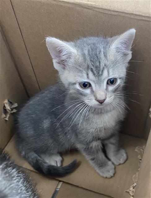 SUNNY, Baby Domestic Short Hair (medium coat), cat for adoption in Fort Worth, Texas