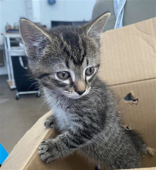 CLOUDY, Baby Domestic Short Hair (medium coat), cat for adoption in Fort Worth, Texas