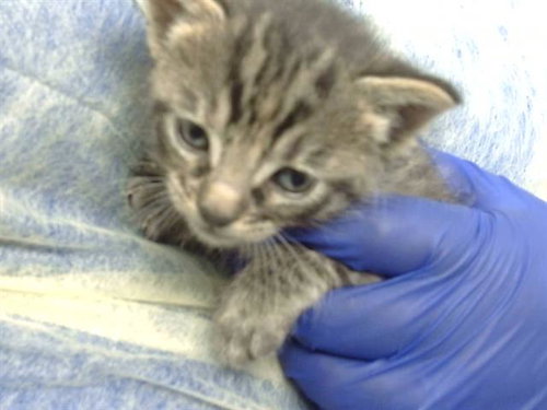 TSUMIKI, Baby Domestic Medium Hair (medium coat), cat for adoption in Fort Worth, Texas