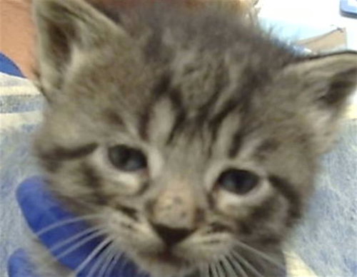 MAHITO, Baby Domestic Medium Hair (medium coat), cat for adoption in Fort Worth, Texas