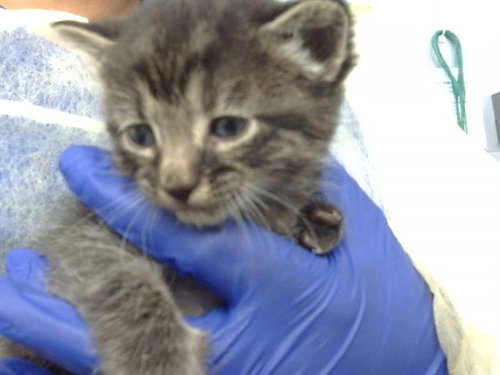 TODO, Baby Domestic Medium Hair (medium coat), cat for adoption in Fort Worth, Texas