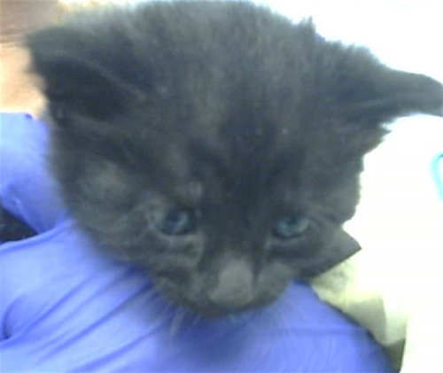HANAMI, Baby Domestic Medium Hair (medium coat), cat for adoption in Fort Worth, Texas