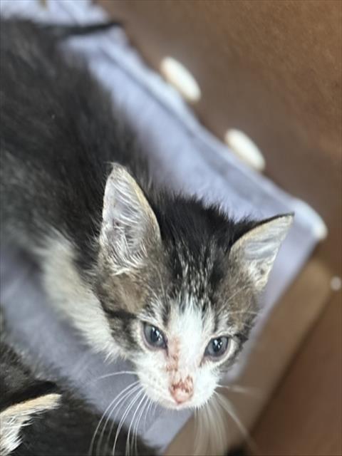 ASH, Baby Domestic Short Hair (medium coat), cat for adoption in Fort Worth, Texas