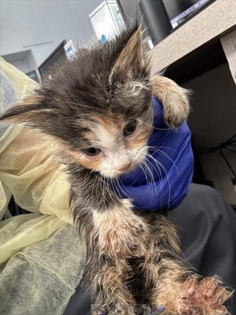 FIONA, an adoptable Domestic Short Hair in Dallas, TX