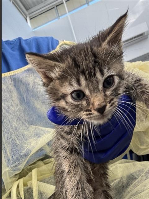 JACK, Baby Domestic Short Hair (medium coat), cat for adoption in Fort Worth, Texas
