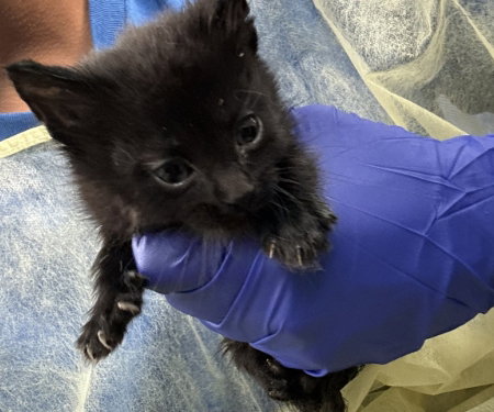 DAWN, Baby Domestic Short Hair (medium coat), cat for adoption in Fort Worth, Texas