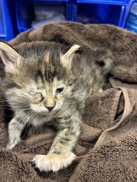 PEQUIN, Baby Domestic Short Hair (medium coat), cat for adoption in Fort Worth, Texas