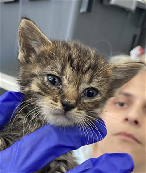 REY, Baby Domestic Short Hair (medium coat), cat for adoption in Fort Worth, Texas