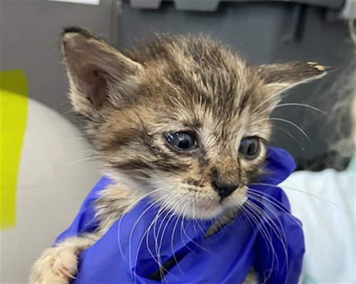 HERA, Baby Domestic Short Hair (medium coat), cat for adoption in Fort Worth, Texas