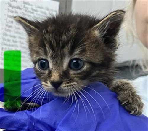 ANAKIN, Baby Domestic Short Hair (medium coat), cat for adoption in Fort Worth, Texas
