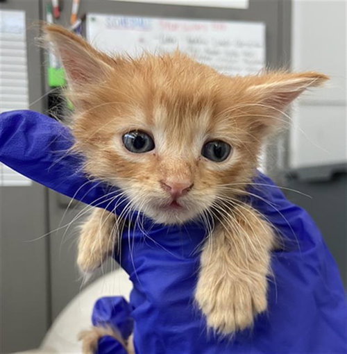 YODA, Baby Domestic Short Hair (medium coat), cat for adoption in Fort Worth, Texas