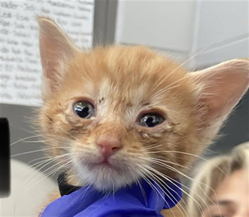 KENOBI, Baby Domestic Short Hair (medium coat), cat for adoption in Fort Worth, Texas